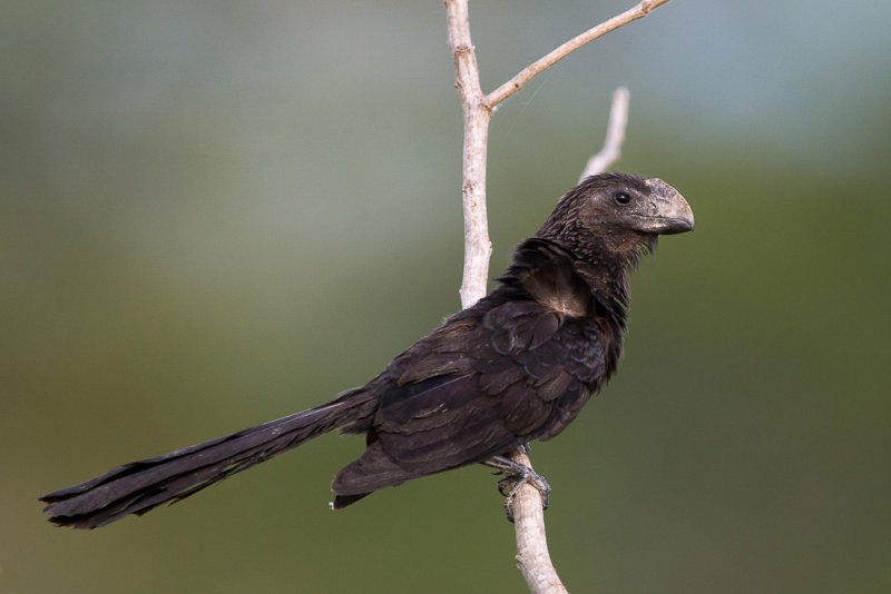 smooth-billed ani(Crotophaga ani)