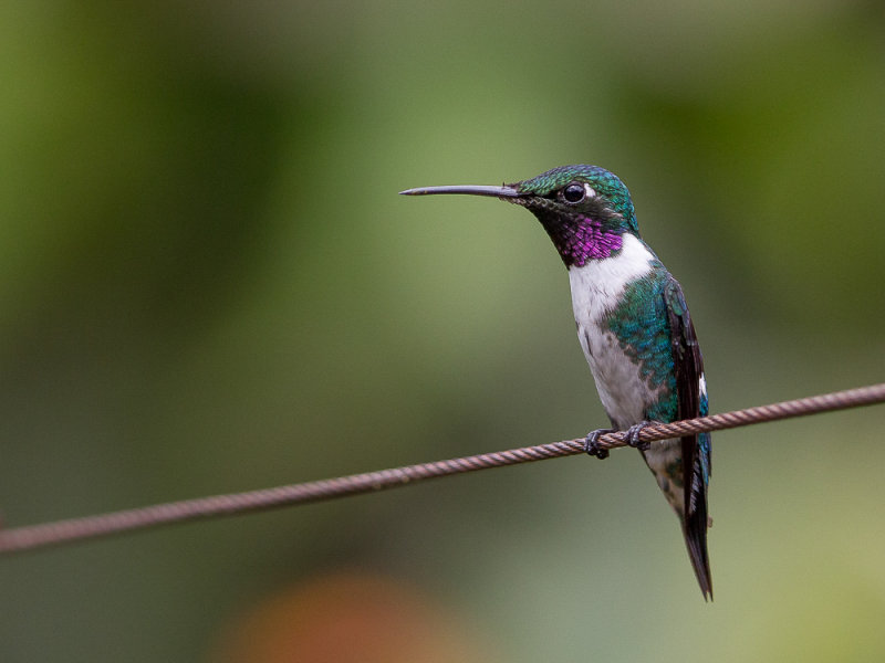 white-bellied woodstar(Chaetocercus mulsant)