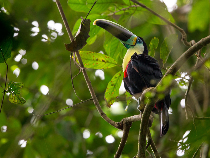 citron-throated toucan(Ramphastos citreolaemus)