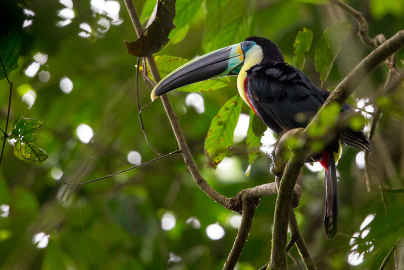 citron-throated toucan<br><i>(Ramphastos citreolaemus)</i>