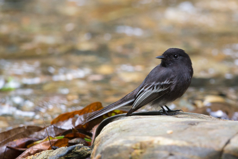 black phoebe(Sayornis nigricans)