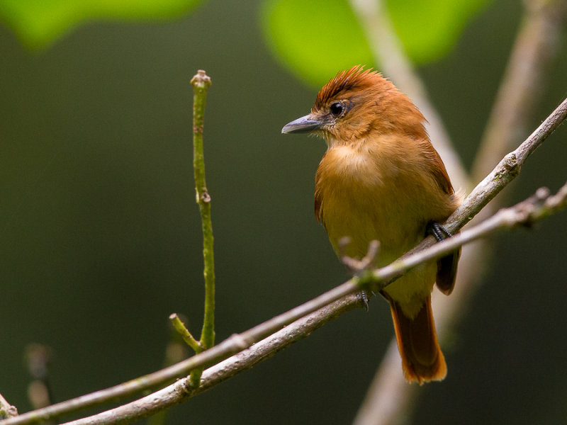 cinnamon becard(Pachyramphus cinnamomeus)