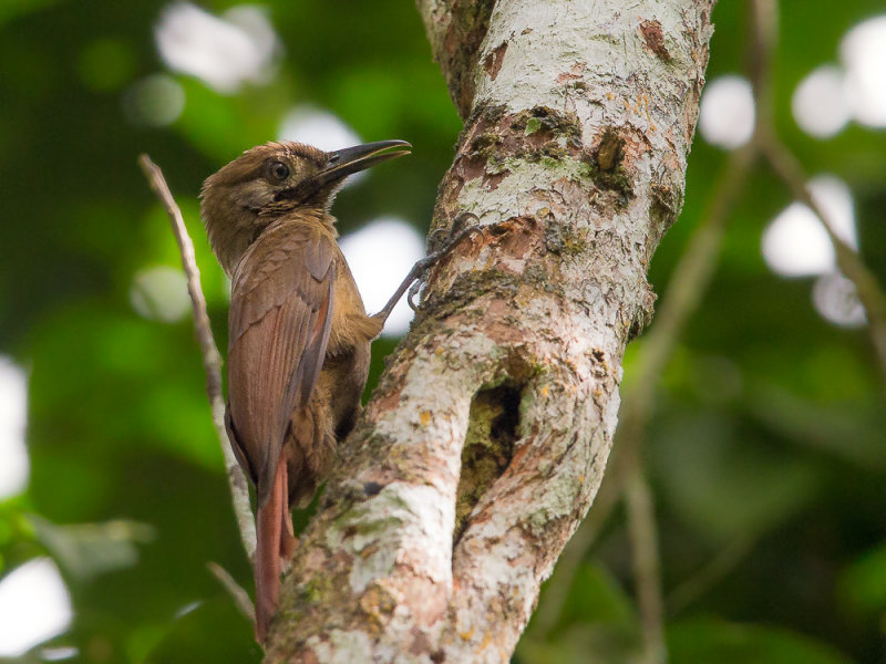 plain-brown woodcreeper(Dendrocincla fuliginosa)