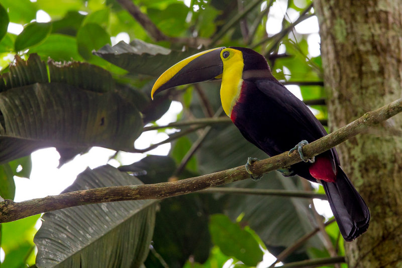 yellow-throated toucan(Ramphastos ambiguus)