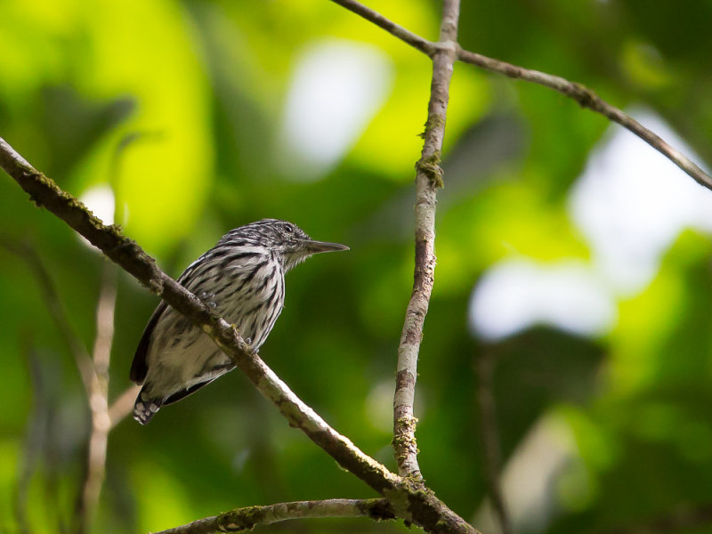 pacific antwren(Myrmotherula pacifica)