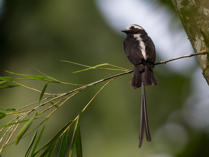 long-tailed tyrant(Colonia colonus)