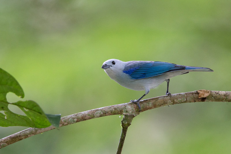 blue-gray tanager(Thraupis episcopus)