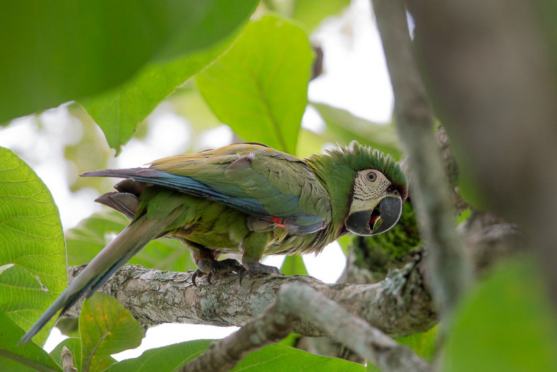 chestnut-fronted macaw(Ara severus)