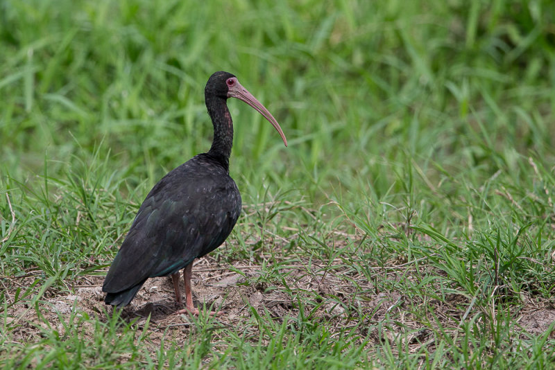 bare-faced ibis(Phimosus infuscatus)