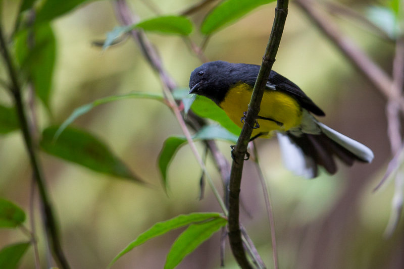 slate-throated whitestart(Myioborus miniatus)