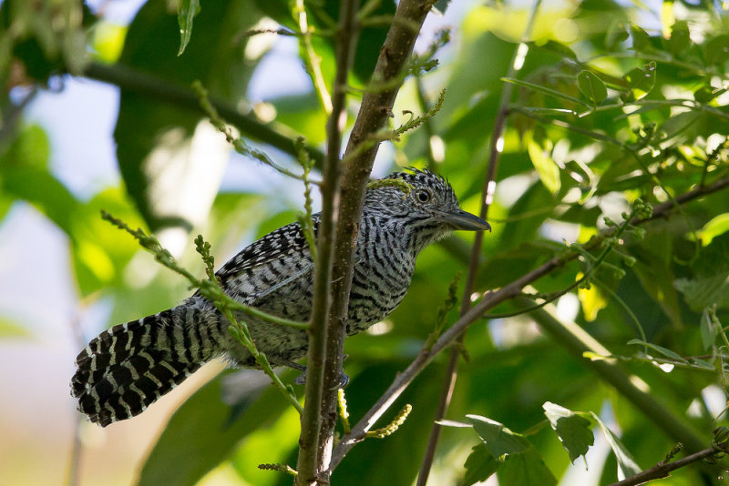 bar-crested antshrike(Thamnophilus multistriatus)