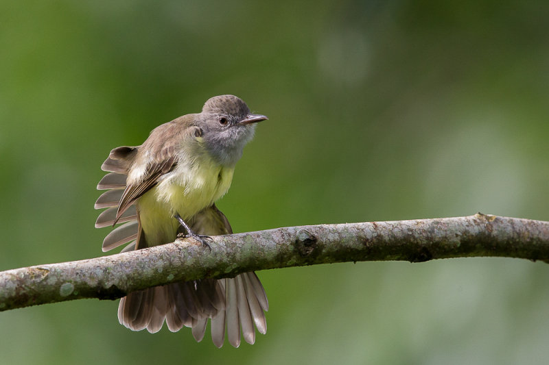 yellow-bellied elaenia(Elaenia flavogaster)