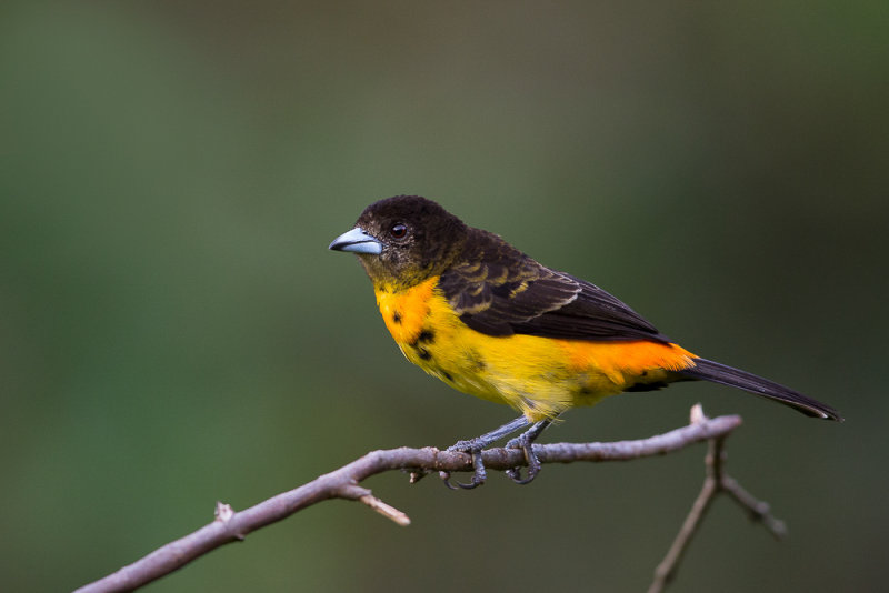 flame-rumped tanager (f.)(Ramphocelus flammigerus)