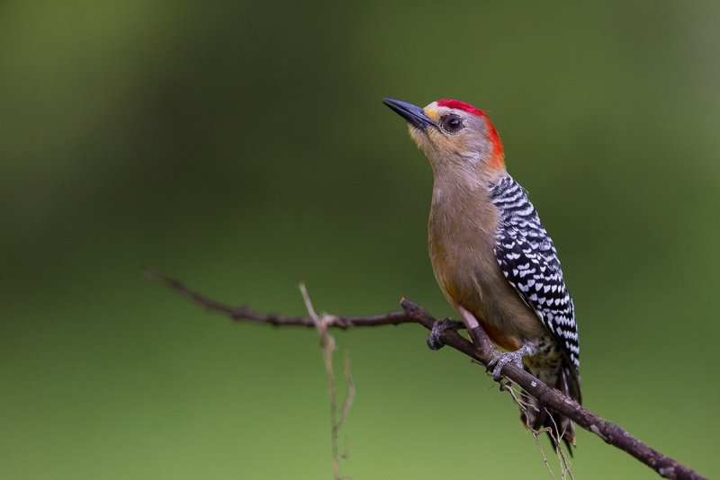 red-crowned woodpecker(Melanerpes rubricapillus)