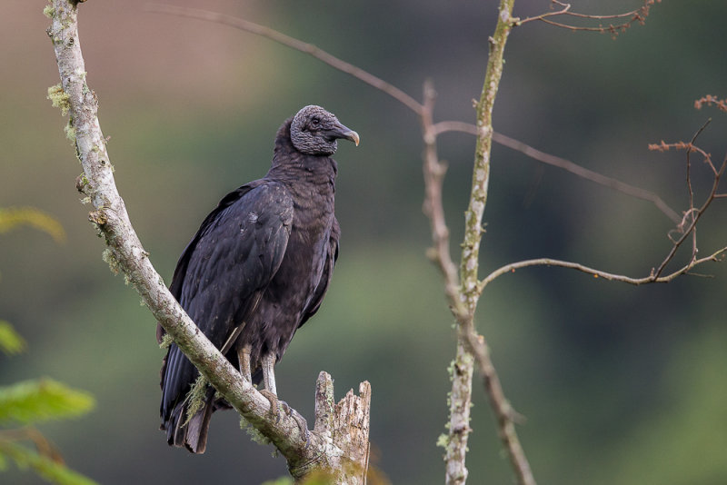 black vulture(Coragyps atratus)