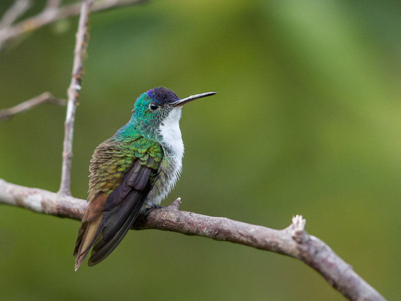 andean emerald<br><i>(Amazilia franciae)</i>