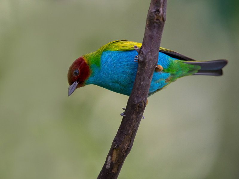 bay-headed tanager(Tangara gyrola) 