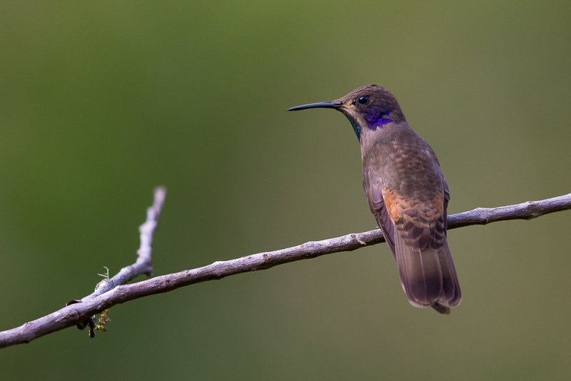 brown violetear(Colibri delphinae)