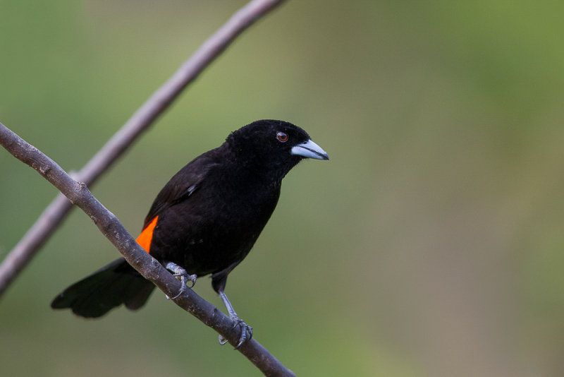 flame-rumped tanager(Ramphocelus flammigerus)