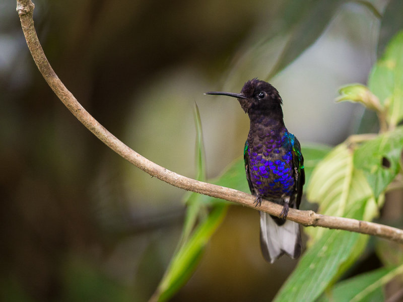 velvet-purple coronet(Boissonneaua jardini)