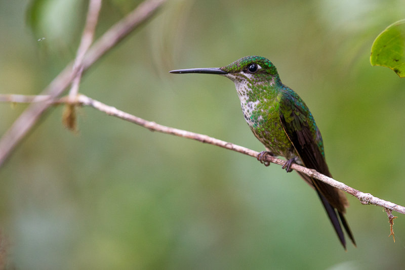 empress brilliant(Heliodoxa imperatrix)