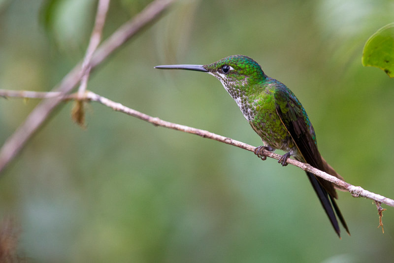 empress brilliant(Heliodoxa imperatrix)