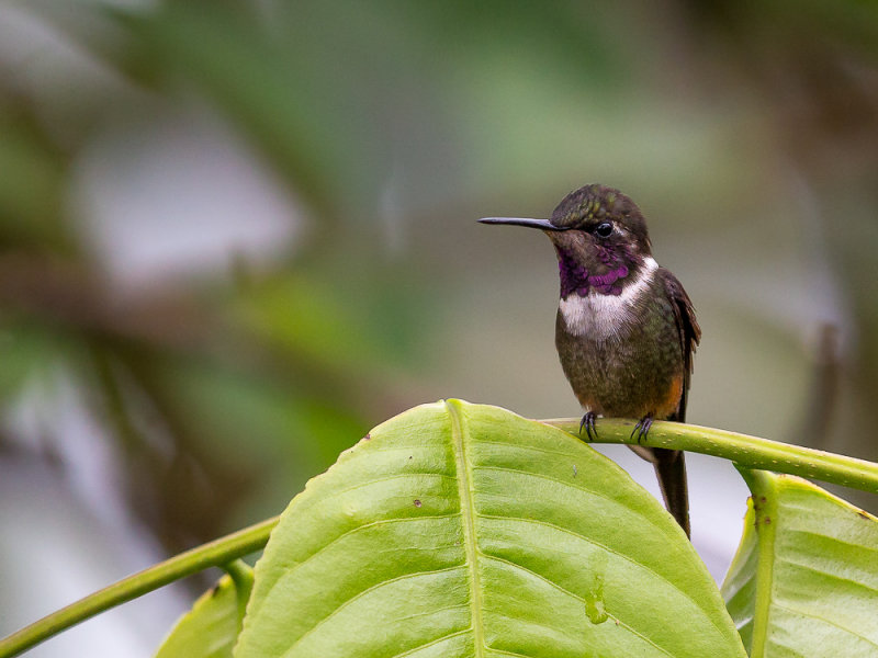 purple-throated woodstar(Calliphlox mitchellii)