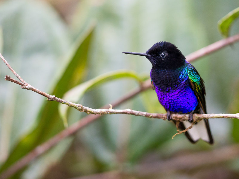 velvet-purple coronet(Boissonneaua jardini)