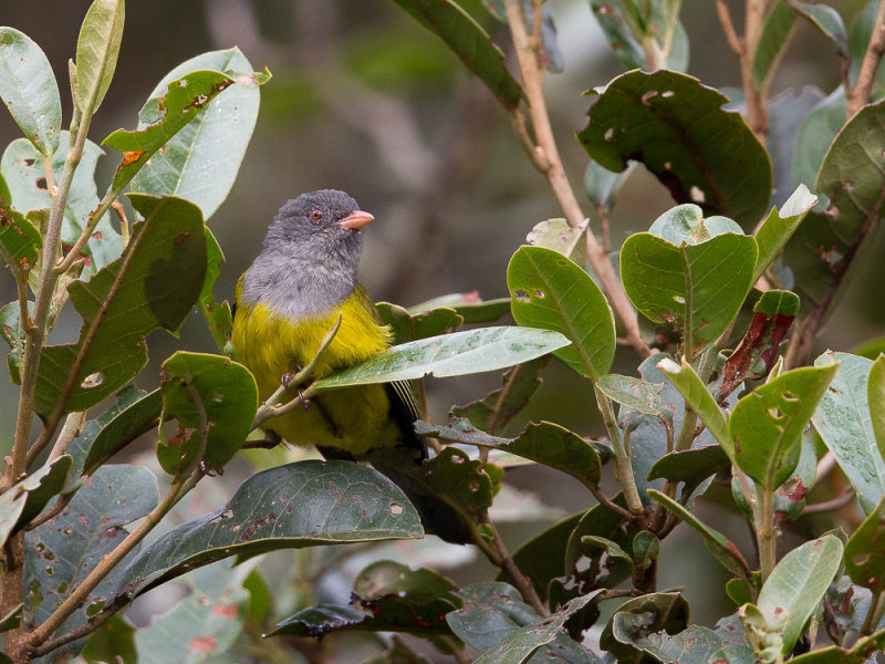 grey-hooded bush-tanager<br><i>(Cnemoscopus rubrirostris)</i>