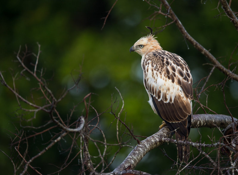 changeable hawk-eagle(Nisaetus cirrhatus)