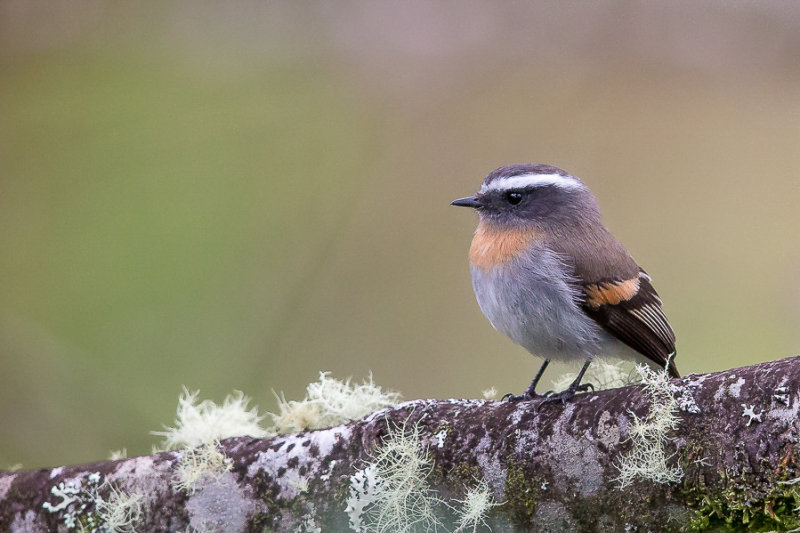  rufous-breasted chat-tyrant(Ochthoeca rufipectoralis)