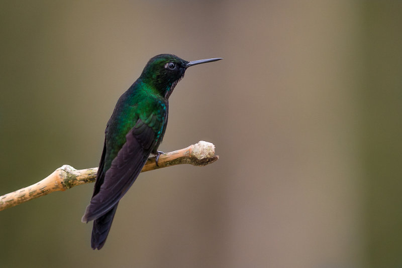 tourmaline sunangel(Heliangelus exortis)