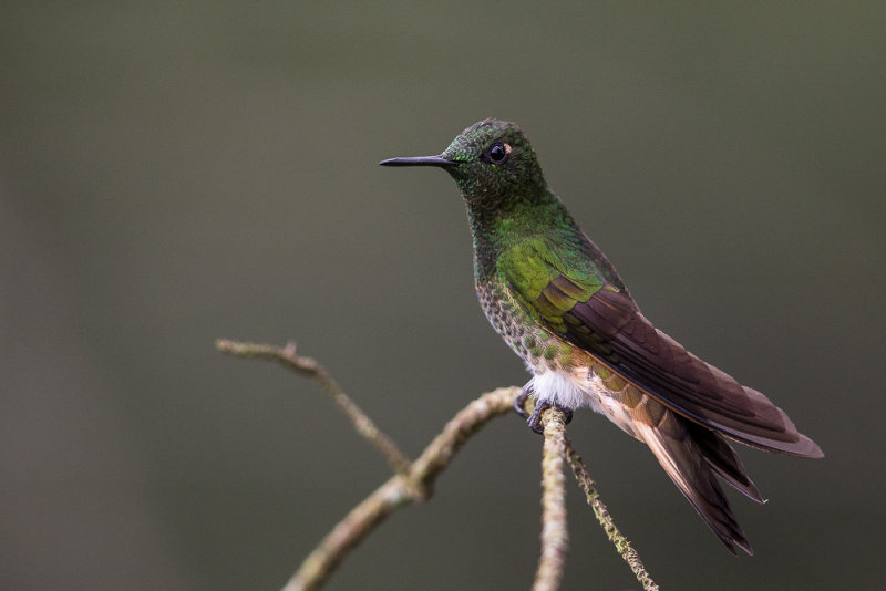 buff-tailed coronet(Boissonneaua flavescens)