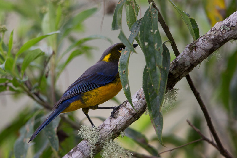 lacrimose mountain-tanager(Anisognathus lacrymosus)