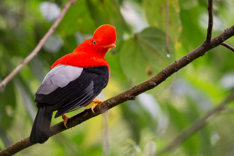 andean cock-of-the-rock(Rupicola peruviana)