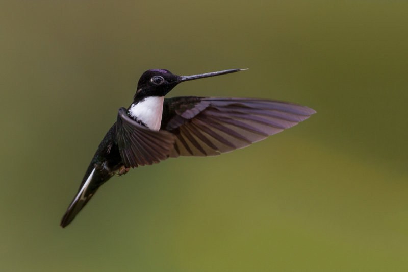 collared inca(Coeligena torquata)