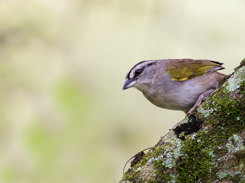 black-striped sparrow(Arremonops conirostris)