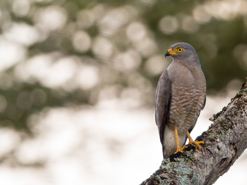 roadside hawk(Rupornis magnirostris)