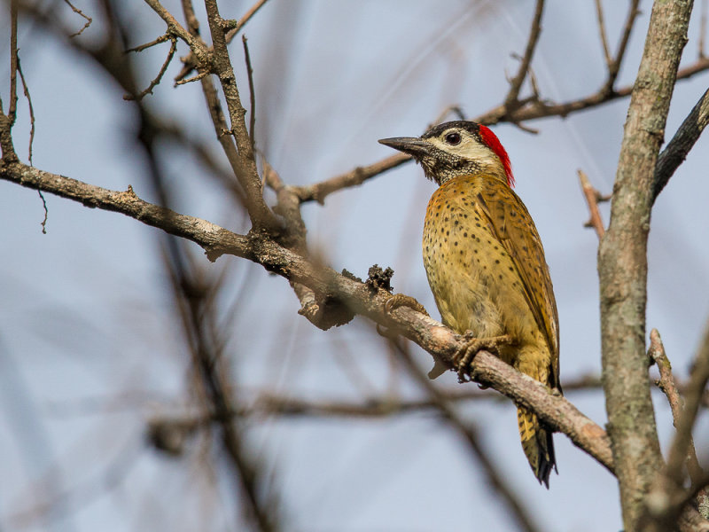 spot-breasted woodpecker(Colaptes punctigula)