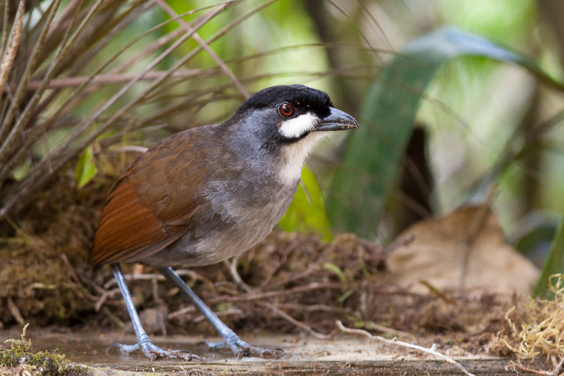 jocotoco antpitta<br><i>(Grallaria ridgelyi)</i>
