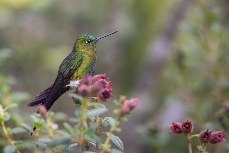 golden-breasted puffleg(Eriocnemus mosquera)