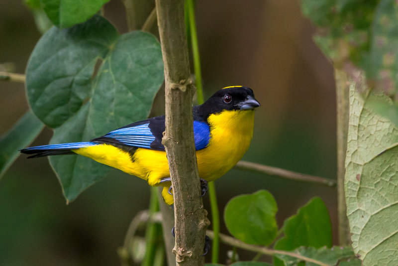 blue-winged mountain-tanager(Anisognathus somptuosus)