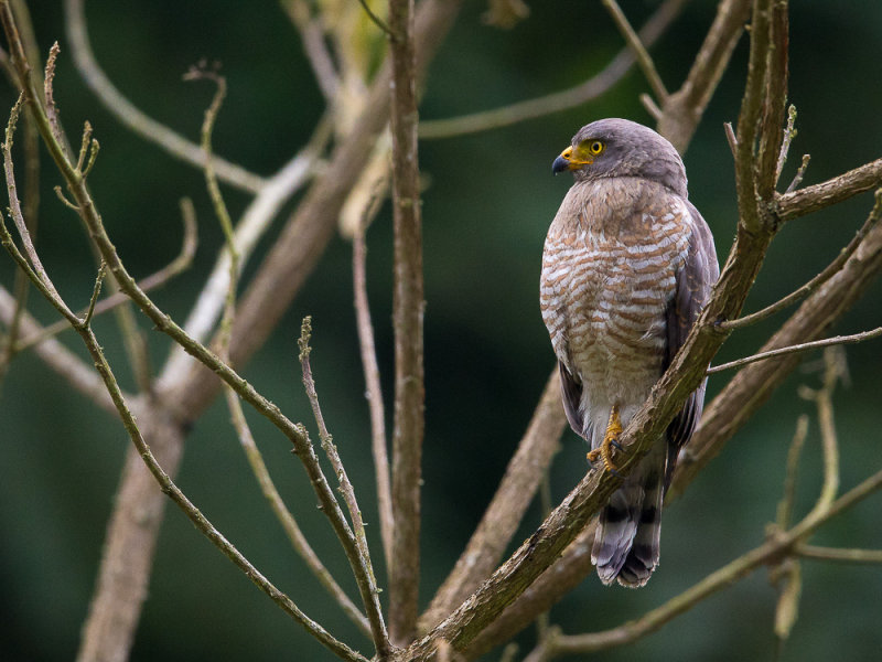 roadside hawk<br><i>(Rupornis magnirostris)</i>