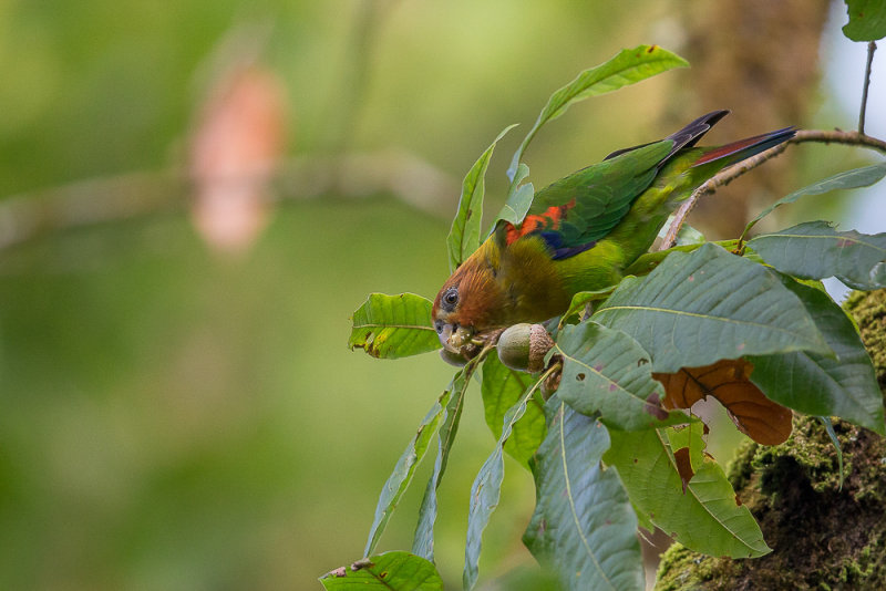 rusty-faced parrot(Hapalopsittaca amazonina)