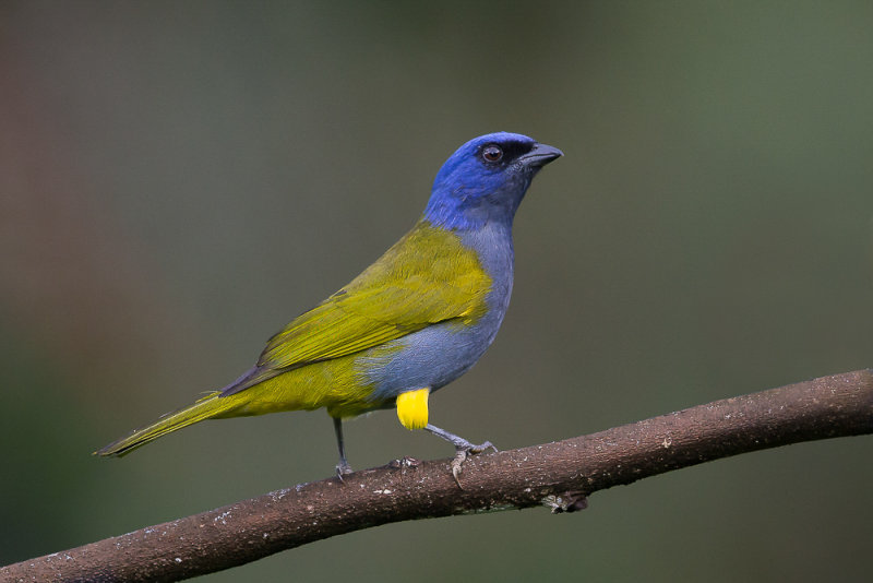 blue-capped tanager(Thraupis cyanocephala)