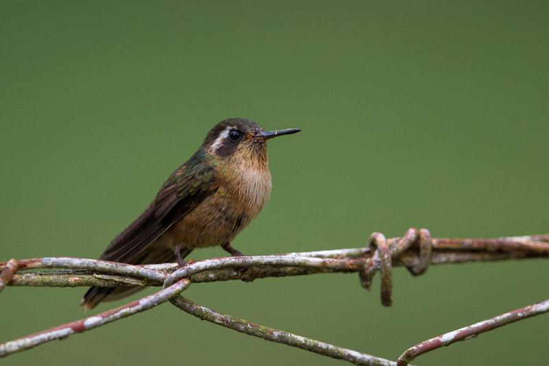 speckled hummingbird(Adelomyia melanogenys)