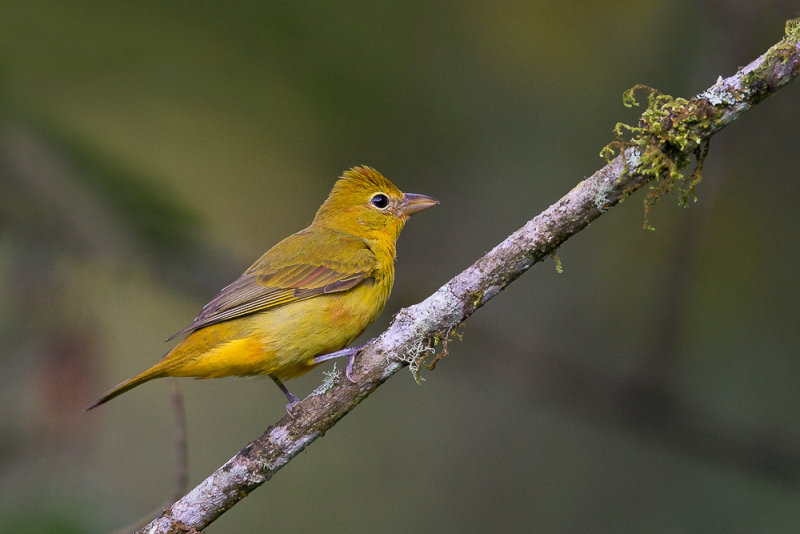 summer tanager(Piranga rubra)