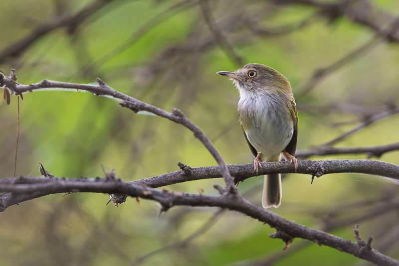 pale-eyed pygmy-tyrant(Atalotriccus pilaris)