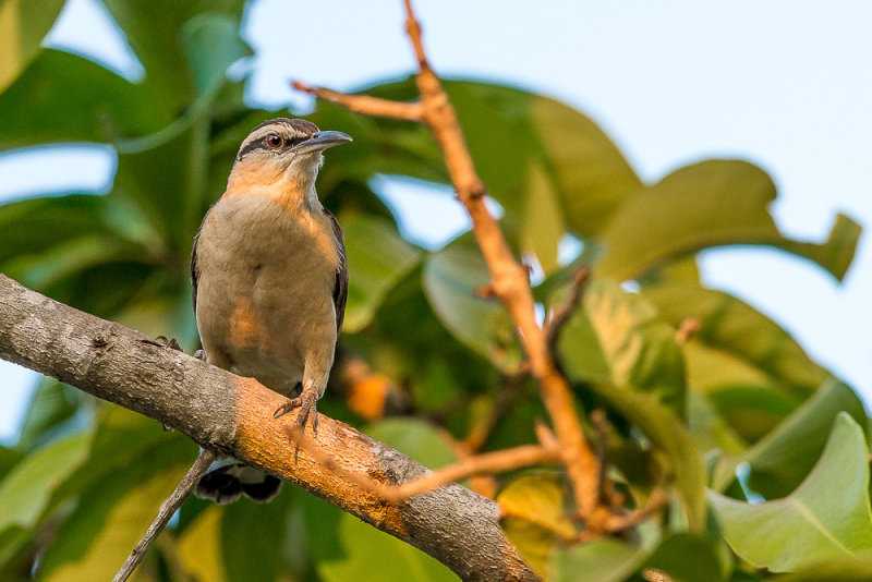 bicolored wren(Campylorhynchus griseus)