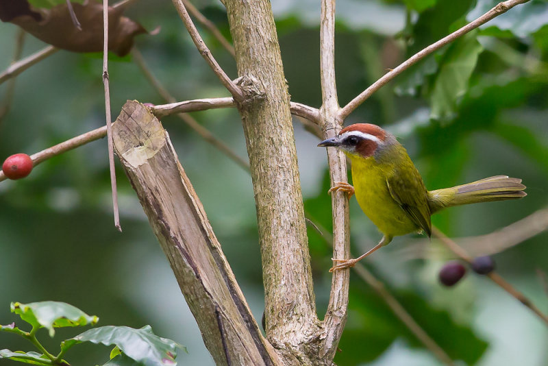 rufous-capped warbler(Basileuterus rufifrons)